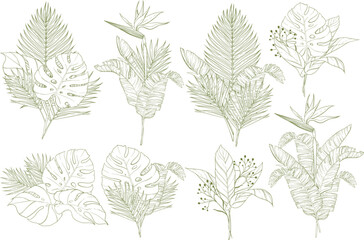 Set of outline composition of vector tropical plant.