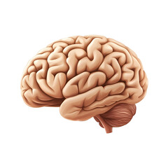 Detailed Anatomical Illustration of a Human Brain on Transparent Background for Educational and Scientific Purposes
