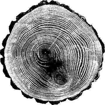 Large vector tree rings texture with a transparent background
