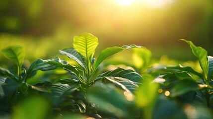 Obraz premium Young coffee seedlings in gentle light, symbolizing growth and natural beginnings.
