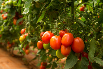 bunch of organic ripe tomatoes in plantation