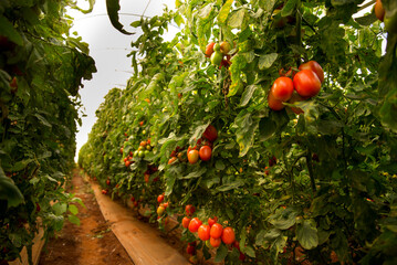 organic tomato plantation in greenhouse.