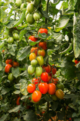 bunch of organic ripe and unripe tomatoes in plantation