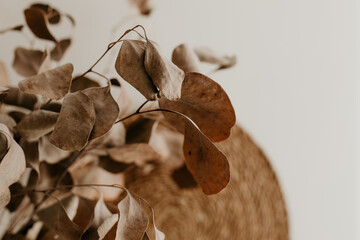 Soft Focus Macro of Dried Eucalyptus Leaves in Warm Autumn Light