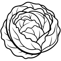 vector illustration of a cabbage