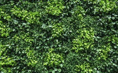 Obraz premium green moss on the wall