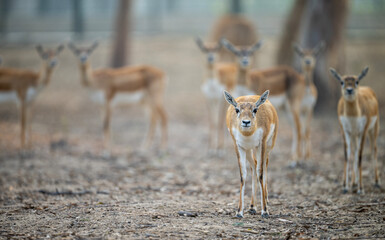 A group of adorable Indian Blackbucks in a wildlife park.