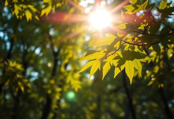 Obraz premium Sunlit leaves, blurred bokeh highlights in forest canopy, green, woodland