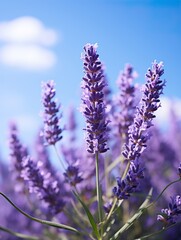 Obraz premium A close up shot of lavender flowers blooming against a bright blue sky with fluffy white clouds above