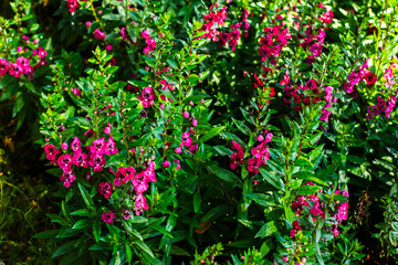 Close-up of pink Willowleaf Angelonia (Angelonia salicariifolia) flowers in full bloom. This vibrant perennial plant.