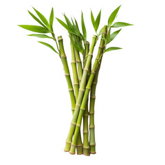 Lush Green Bamboo Stalks and Leaves Nature Botany