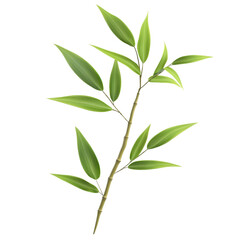 Obraz premium Green Bamboo Leaves on a Branch Isolated on White Background