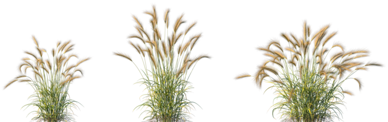 Set of Hordeum jubatum (foxtail barley, bobtail barley, squirreltail barley, intermediate barley) isolated frontal png on a transparent background perfectly cutout