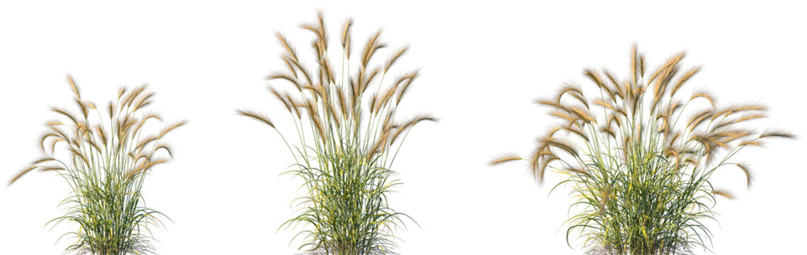 Set of Hordeum jubatum (foxtail barley, bobtail barley, squirreltail barley, intermediate barley) isolated frontal png on a transparent background perfectly cutout