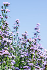 Blooming purple Margaret flower fields bathed in soft morning light.