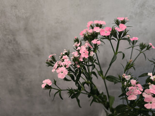 Delicate pink dianthus flowers blooming against a textured gray wall copy space Mother's day 