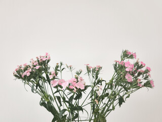 Delicate pink dianthus flowers blooming gracefully against neutral background copy space