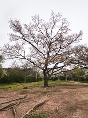 Large bare tree standing in a park with exposed roots in troja district Prague