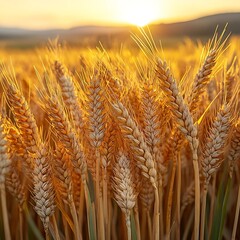 Golden wheat field at sunset, bathed in warm light.