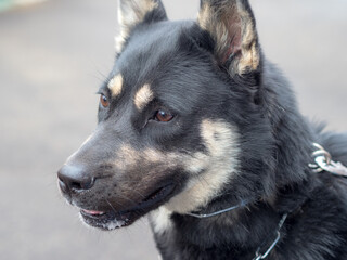 husky dog closeup