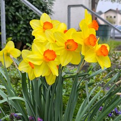 daffodils in a row