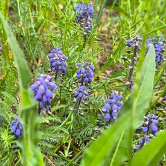 lavender flowers in the garden