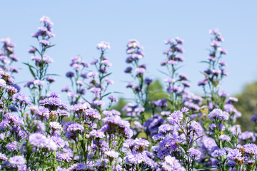 Fototapeta premium Blooming purple Margaret flower fields bathed in soft morning light.