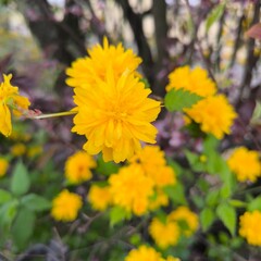 yellow flowers in the garden