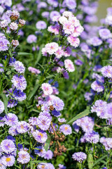 Obraz premium Blooming purple Margaret flower fields bathed in soft morning light.