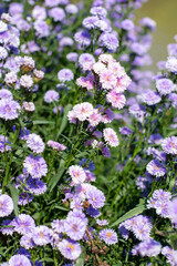 Obraz premium Blooming purple Margaret flower fields bathed in soft morning light.
