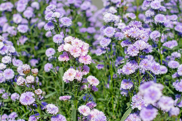 Blooming purple Margaret flower fields bathed in soft morning light.
