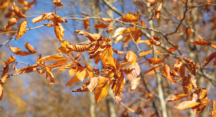 Beautiful view of autumn leaves.