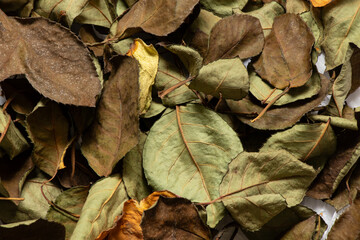Dry scattered rose leaves as a background, leaves