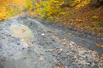 Dirty ground road in the forest.