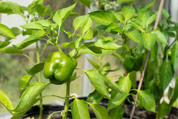 Close-up of healthy looking Capsicum green pepper growing in pots in warm spring sunlight