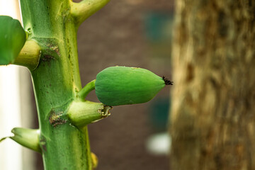 A small green papaya growing on a stem