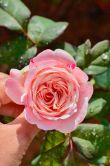 Close-up of a delicate soft pink rose in full bloom, captured in natural sunlight with visible morning dew drops on the petals.