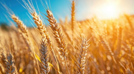 Fototapeta premium Sunlit Wheat Field, A close-up view of golden wheat under a sunny sky highlighting the textures and vibrant colors of nature's harvest
