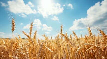 Fototapeta premium Vibrant golden wheat field under a sunny blue sky with fluffy clouds
