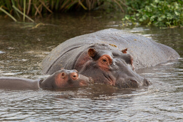 L'hippopotame