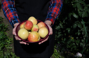 Freshly harvested apples displayed in a handmade bowl held by a person wearing a plaid shirt in a green garden setting