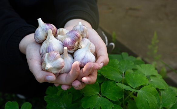 Freshly harvested garlic bulbs held in hands, showcasing their unique shapes and textures in a garden setting during daylight hours