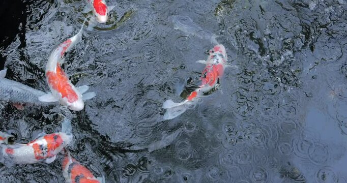 Slow motion video of koi fish swimming beneath the glistening surface of Japanese pond, capturing graceful underwater movement and light reflections in clear detail