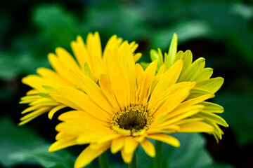 Bright Yellow Gerbera Daisies in Full Bloom with Green Leaf Background