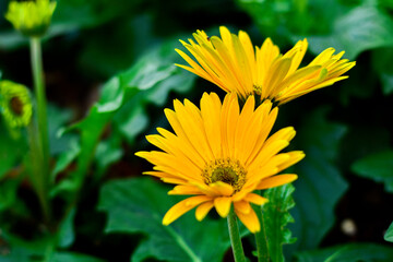 Bright Yellow Gerbera Daisies in Full Bloom with Green Leaf Background