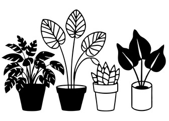 flowers in pots
