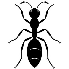 vector illustration of a spider