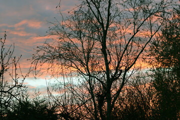 Beautiful sunset over the trees in the field. Colorful sky.