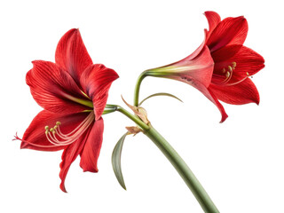 Fototapeta premium Amaryllis flower blooms radiate vibrant red hues showcasing nature beauty and elegance in stunning display of floral artistry