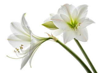 Obraz premium Amaryllis flowers bloom gracefully showcasing their elegant petals and vibrant colors, perfect for adding beauty to any setting